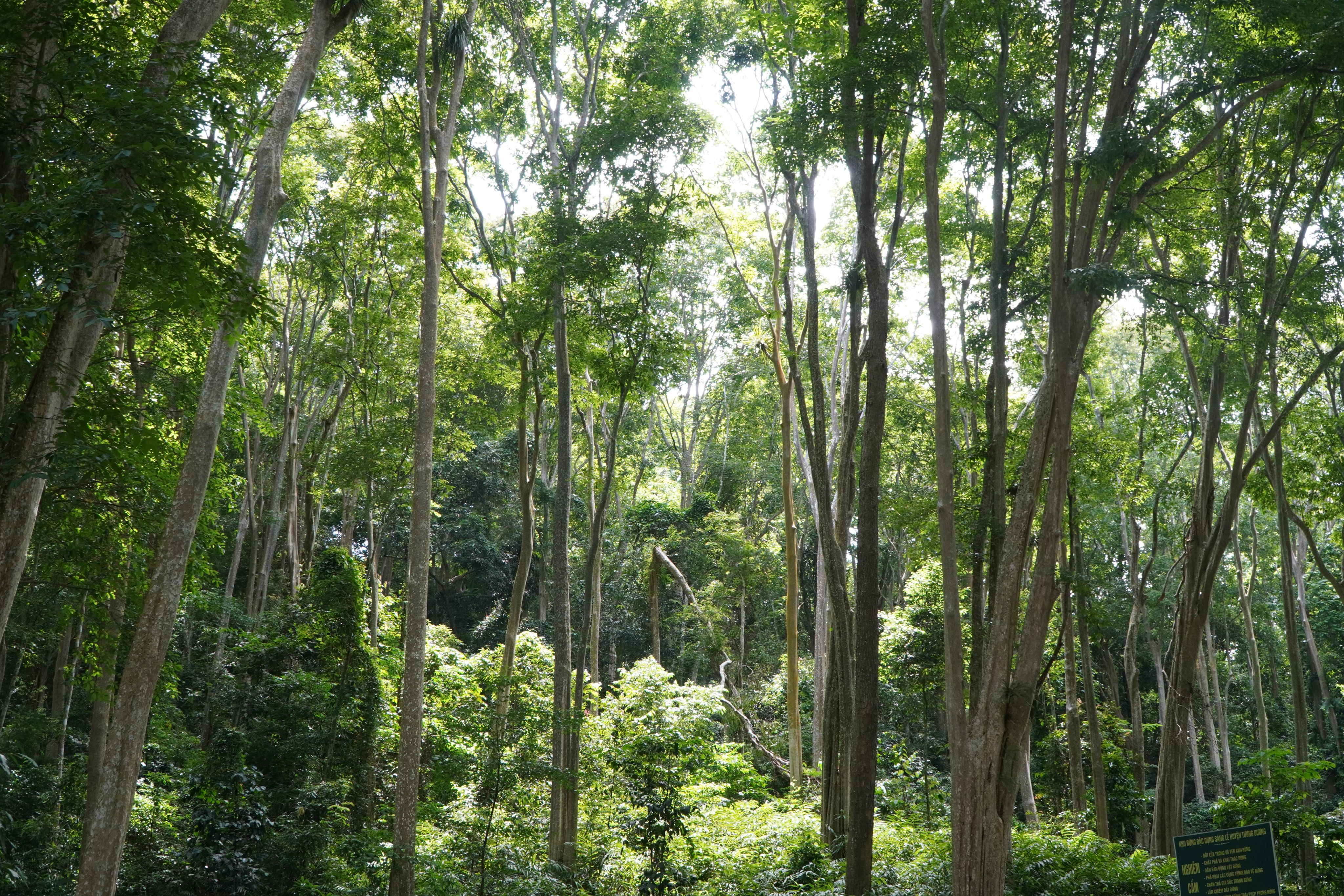 Bài 1: Những huyền thoại duyên nợ với rừng