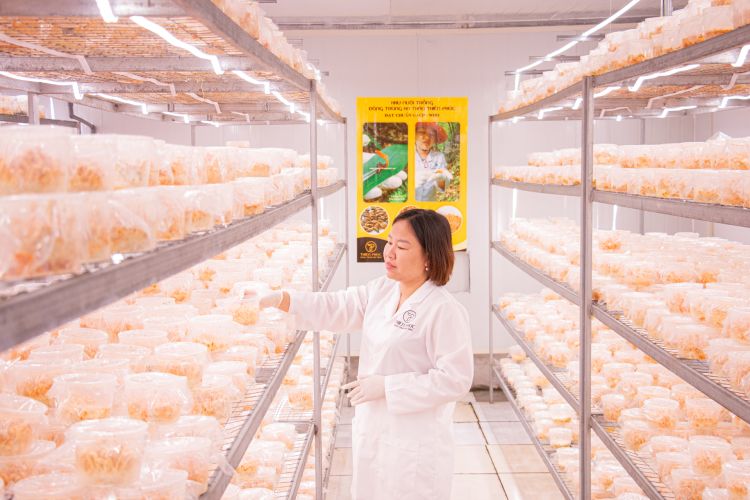 CHI PHÍ ĐẦU TƯ NUÔI TRỒNG ĐÔNG TRÙNG HẠ THẢO CHO HỘ KINH DOANH NHỎ
