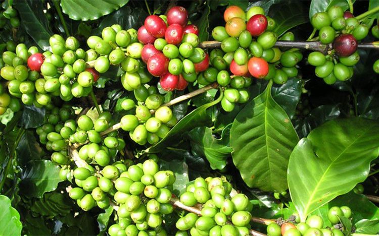 shallow focus photography of coffee beans in sack