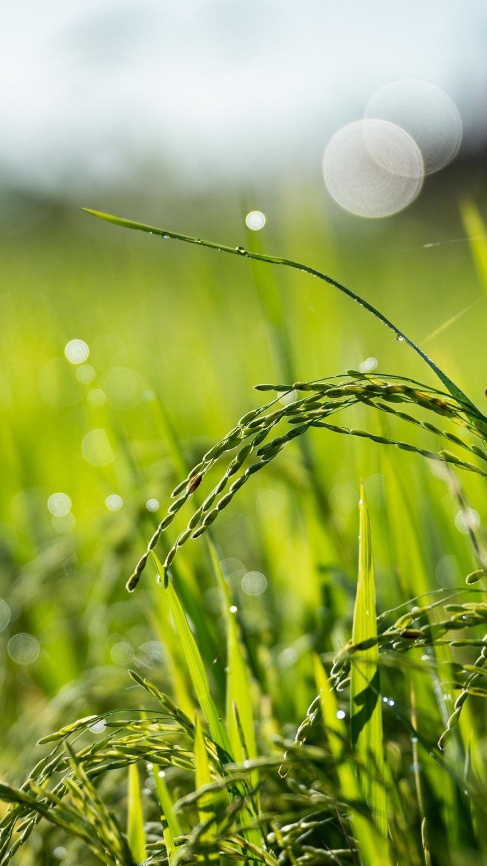 Chặng đường “kỳ tích” của ngành lúa gạo Việt Nam