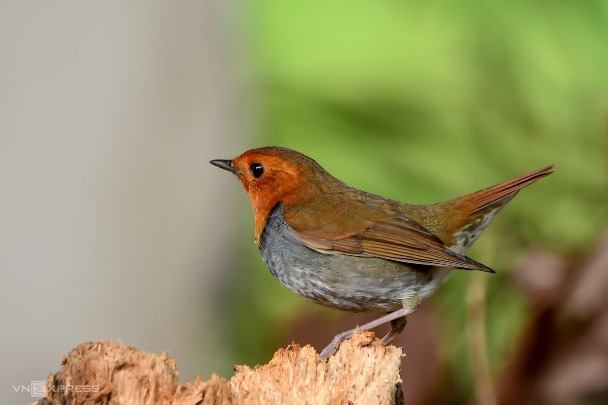 Le Vietnam s'efforce de conserver des oiseaux sauvages