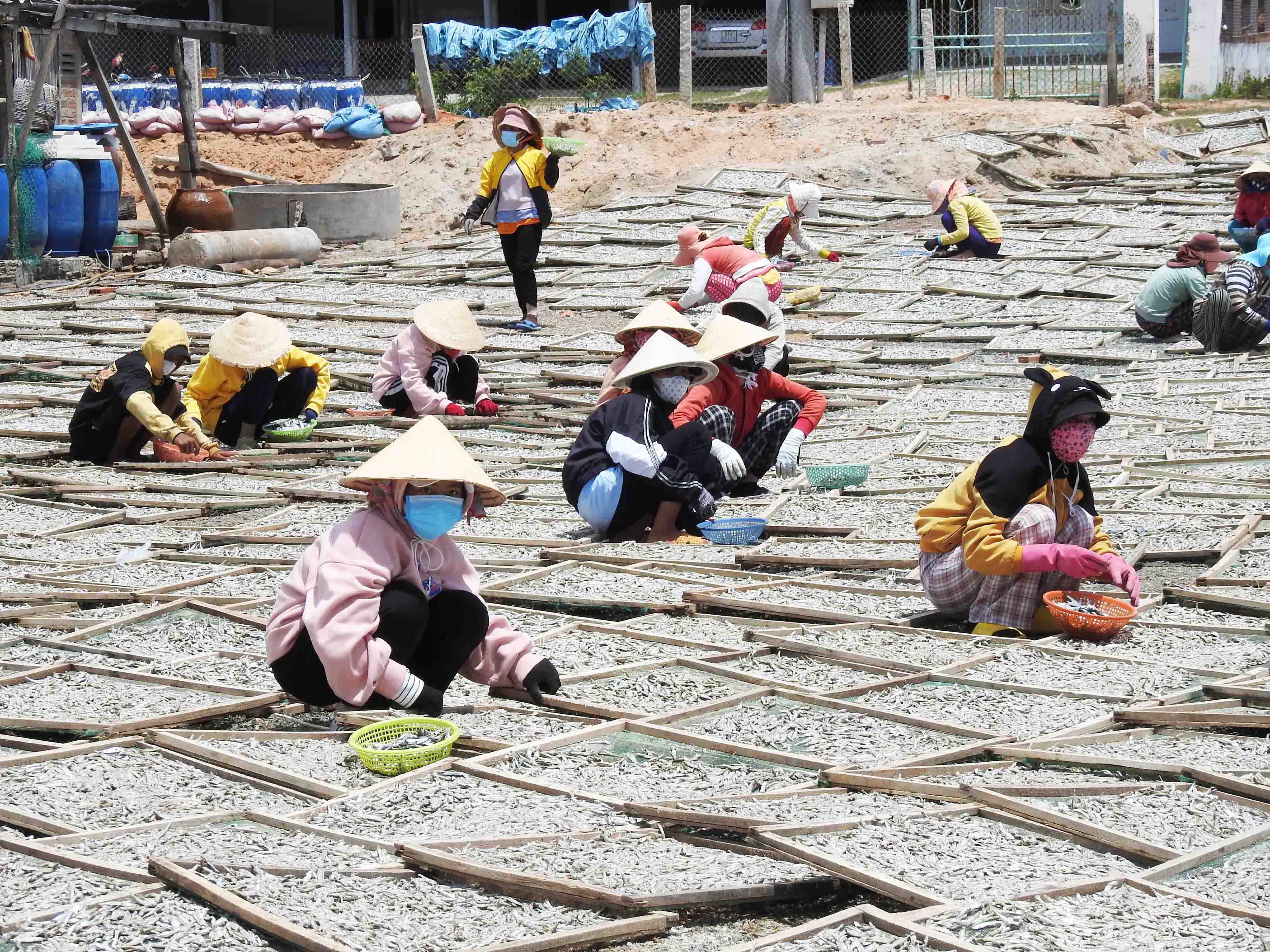 Sau khi được đào tạo nghề chế biến hải sản, nhiều phụ nữ ở xã Thanh Hải, huyện Ninh Hải, tỉnh Ninh Thuận, đã được tuyển dụng vào các cơ sở chế biến cá cơm hấp, thu nhập 200 nghìn đồng/người/ngày. (Ảnh: Nguyễn Trung)
