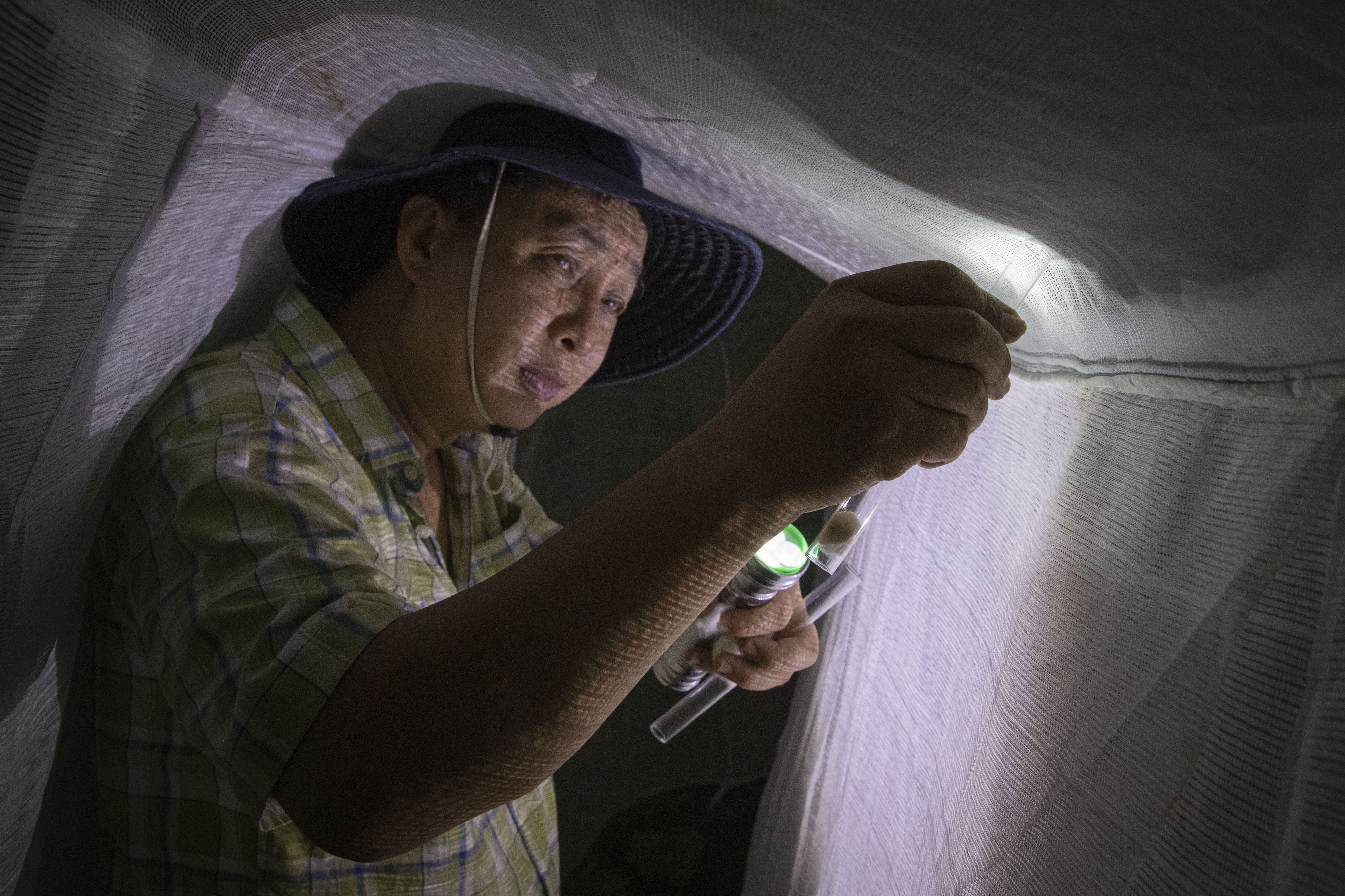 Những người lên rừng già... săn muỗi độc