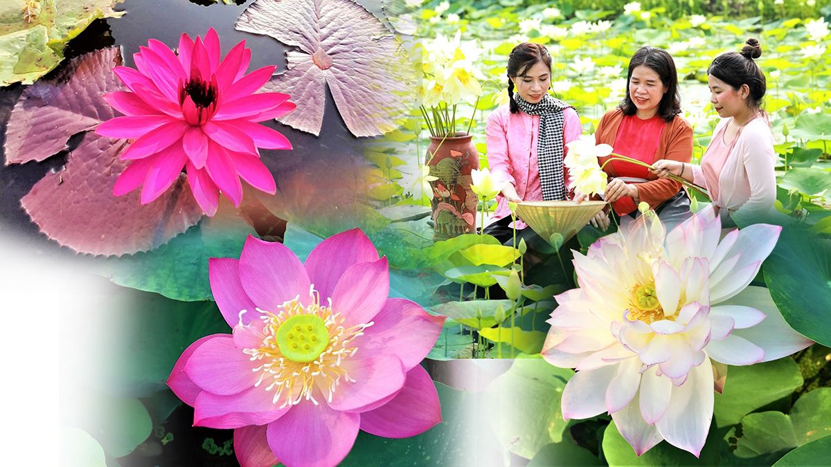 Lotus Vietnam et les faits intéressants sur la fleur nationale