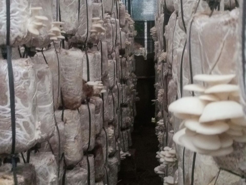 HỌC TRỒNG NẤM Ở ĐÂU